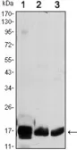 Anti-COX4 antibody [6B3] used in Western Blot (WB). GTX82782