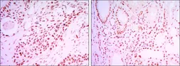 Anti-SIRT1 antibody [1F3] used in IHC (Paraffin sections) (IHC-P). GTX82793