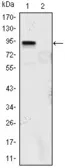 Anti-KLF4 antibody [1E5] used in Western Blot (WB). GTX82798