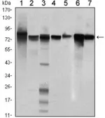 Anti-STAT5B antibody [5B3] used in Western Blot (WB). GTX82807