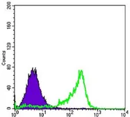 Anti-PAX6 antibody [1C8] used in Flow cytometry (FCM). GTX82816