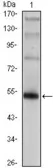 Anti-FOXP3 antibody [4C7] used in Western Blot (WB). GTX82822
