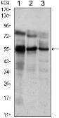 Anti-ERM antibody [3H3] used in Western Blot (WB). GTX82825