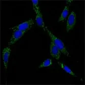 Anti-HSPA4 antibody [5A6] used in Immunocytochemistry/ Immunofluorescence (ICC/IF). GTX82827