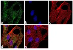 Anti-LXR beta antibody used in Immunocytochemistry/ Immunofluorescence (ICC/IF). GTX82863