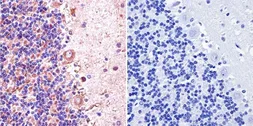 Anti-nNOS antibody used in IHC (Paraffin sections) (IHC-P). GTX82905
