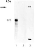 Anti-ATM (phospho Ser1981) antibody used in Western Blot (WB). GTX82939