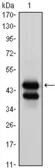 Anti-GATA1 antibody [4F5] used in Western Blot (WB). GTX82984