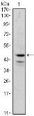 Anti-GATA1 antibody [4G1] used in Western Blot (WB). GTX82988