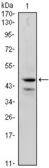 Anti-GATA1 antibody [4G1] used in Western Blot (WB). GTX82988