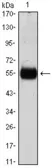 Anti-p27 Kip1 antibody [3D8] used in Western Blot (WB). GTX82990