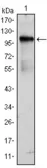 Anti-BMX antibody [1C6] used in Western Blot (WB). GTX82991