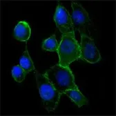 Anti-N-Cadherin antibody [5D5] used in Immunocytochemistry/ Immunofluorescence (ICC/IF). GTX82992