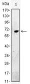 Anti-EGF antibody [4E11] used in Western Blot (WB). GTX82999