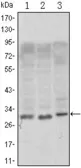 Anti-CD69 antibody [8B6] used in Western Blot (WB). GTX83000