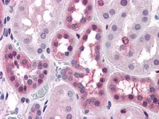 Anti-ERK1/2 antibody [3F8] used in IHC (Paraffin sections) (IHC-P). GTX83006
