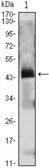 Anti-Parathyroid Hormone antibody [2C7] used in Western Blot (WB). GTX83007