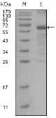 Anti-MSH6 antibody [3A10H7] used in Western Blot (WB). GTX83009
