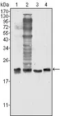 Anti-SOD1 antibody [6F5] used in Western Blot (WB). GTX83012