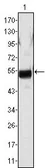 Anti-Fibrinogen beta antibody [1F9] used in Western Blot (WB). GTX83013