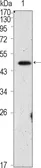 Anti-Oct4 antibody [3A5] used in Western Blot (WB). GTX83020