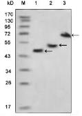 Anti-Maltose binding protein antibody [3G1A3] used in Western Blot (WB). GTX83024