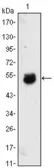 Anti-BMP4 antibody [10F4B4] used in Western Blot (WB). GTX83027