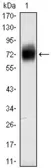 Anti-CD38 antibody [6E12D] used in Western Blot (WB). GTX83033