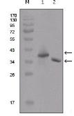 Anti-DDDDK tag antibody [2F11G1] used in Western Blot (WB). GTX83036