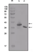 Anti-DDDDK tag antibody [2F11G1] used in Western Blot (WB). GTX83036