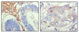 Anti-Fibulin 5 antibody [1G6A4] used in IHC (Paraffin sections) (IHC-P). GTX83040