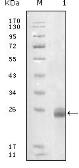 Anti-Fibulin 5 antibody [1G6A4] used in Western Blot (WB). GTX83040