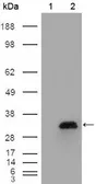 Anti-Apolipoprotein A1 antibody [5F4F5] used in Western Blot (WB). GTX83043