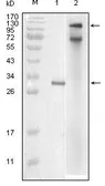Anti-IKK epsilon antibody [6B4B5] used in Western Blot (WB). GTX83051