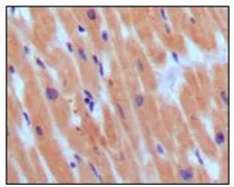 Anti-BNP antibody [3A6F7C7] used in IHC (Paraffin sections) (IHC-P). GTX83059