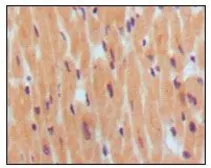Anti-BNP antibody [8D5B4C11] used in IHC (Paraffin sections) (IHC-P). GTX83061