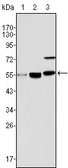 Anti-MYST1 antibody [8C4C4] used in Western Blot (WB). GTX83065