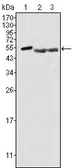 Anti-Brk antibody [2H12B8] used in Western Blot (WB). GTX83073