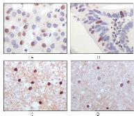 Anti-TIP60 antibody [3F9] used in IHC (Paraffin sections) (IHC-P). GTX83081