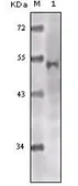 Anti-TIP60 antibody [3F9] used in Western Blot (WB). GTX83081