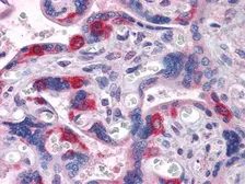 Anti-PEG10 antibody [1B1C4] used in IHC (Paraffin sections) (IHC-P). GTX83101
