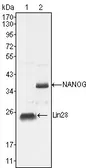 Anti-Nanog antibody [1E6C4] used in Western Blot (WB). GTX83107