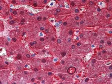 Anti-BHMT antibody [8C11H5] used in IHC (Paraffin sections) (IHC-P). GTX83111