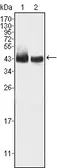 Anti-KLF15 antibody [2G8] used in Western Blot (WB). GTX83115