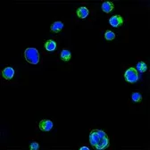Anti-CD18 antibody [10E12] used in Immunocytochemistry/ Immunofluorescence (ICC/IF). GTX83119