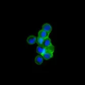 Anti-Islet 1 antibody [1B1] used in Immunocytochemistry/ Immunofluorescence (ICC/IF). GTX83120