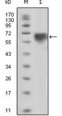 Anti-TYRO3 antibody [10E11] used in Western Blot (WB). GTX83124