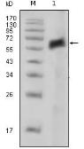 Anti-AXL antibody [7E10] used in Western Blot (WB). GTX83125