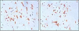 Anti-FMRP antibody [4G9] used in IHC (Paraffin sections) (IHC-P). GTX83130