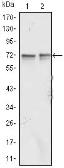 Anti-FMRP antibody [4G9] used in Western Blot (WB). GTX83130